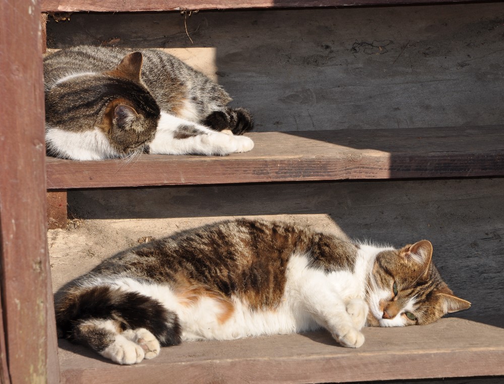 Unsere katzen