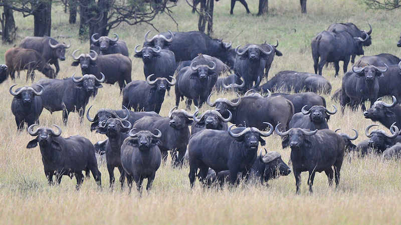 Unter Beobachtung
Büffelherde nördlich Lobo, Serengeti
2150