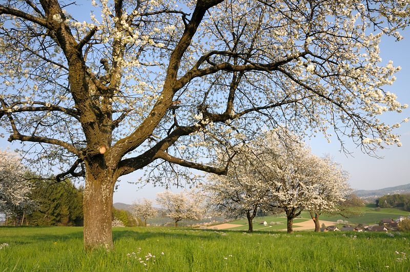 unter den  Kirschblüten