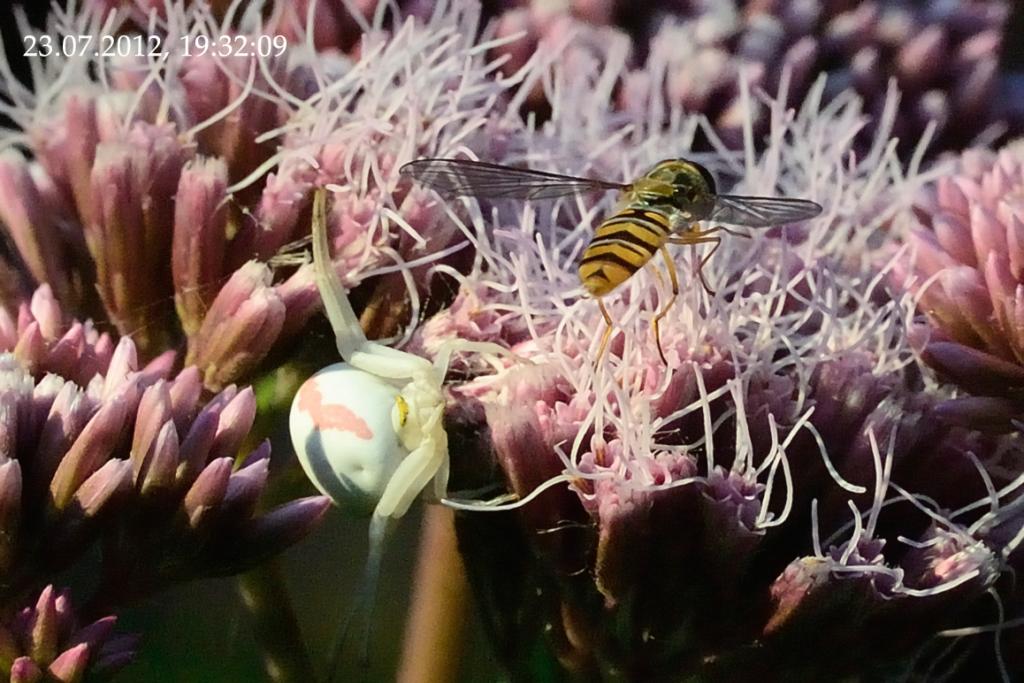 Unter der Blüte lauert der Tot
Die tödliche Spinne habe ich erst entdeckt als ich den Zugriff des Spinne im nächsten Bild sah. Die Spinne ist kleiner 