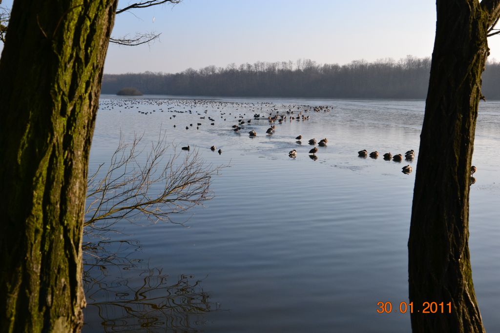 Unterbacher See 028 01