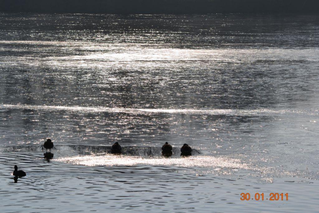 Unterbacher See 031 01