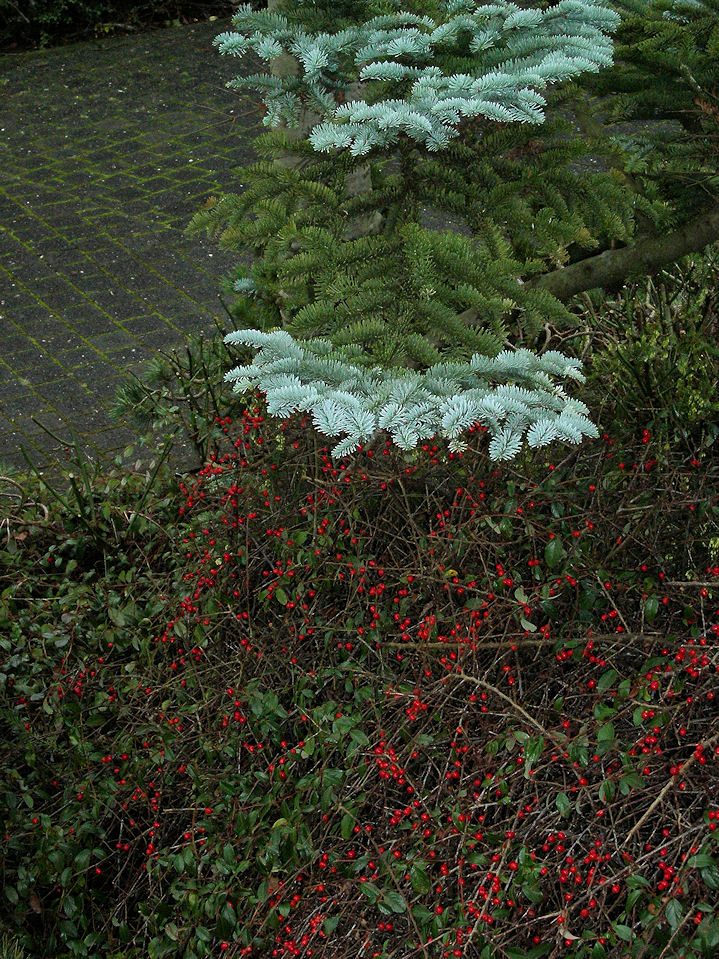 unterm Baum