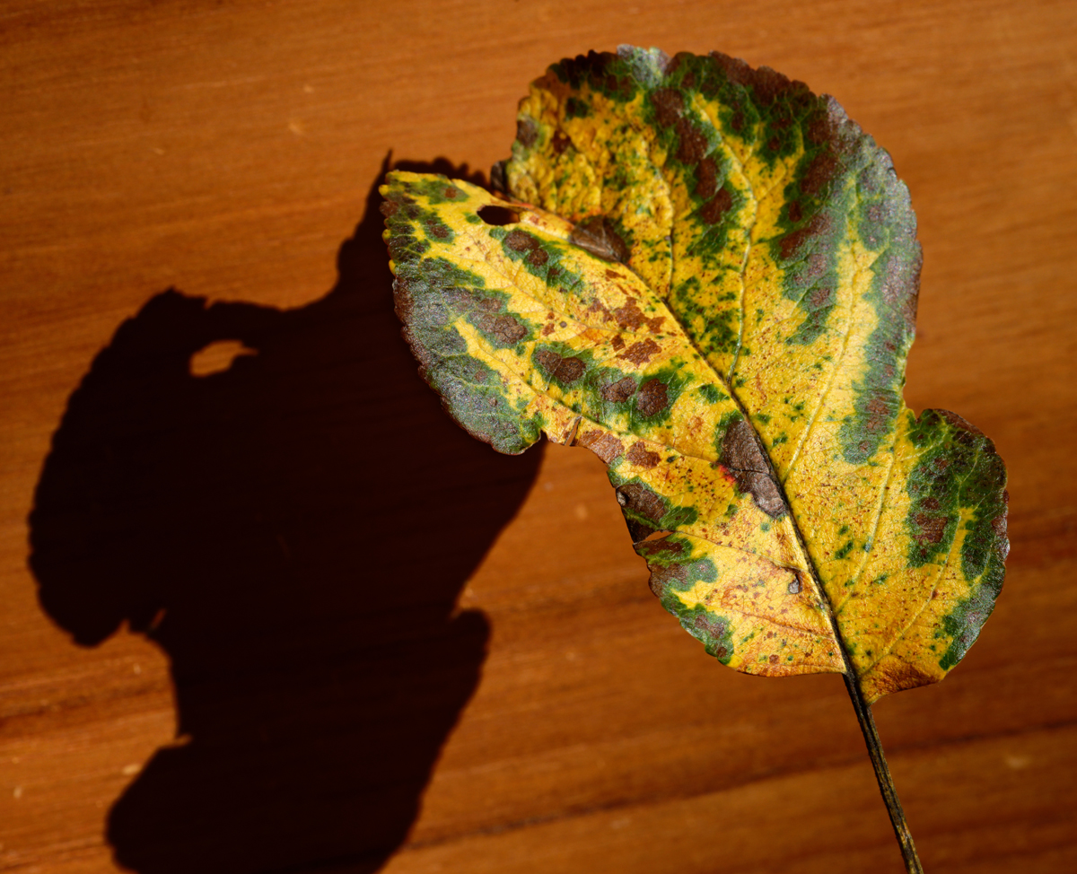 Uphuser Tietjen Herbstblatt.jpg