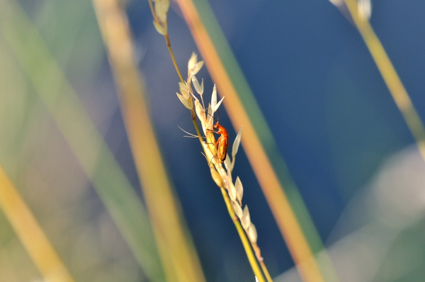 Ur Käfer, das ganze Bild