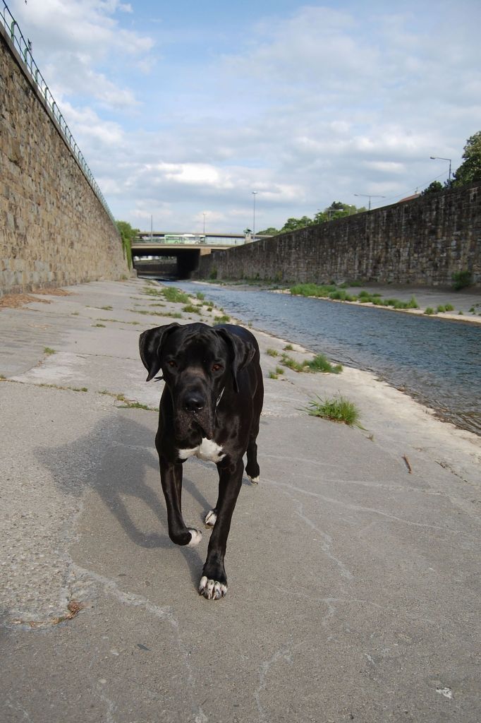 Urban-dog