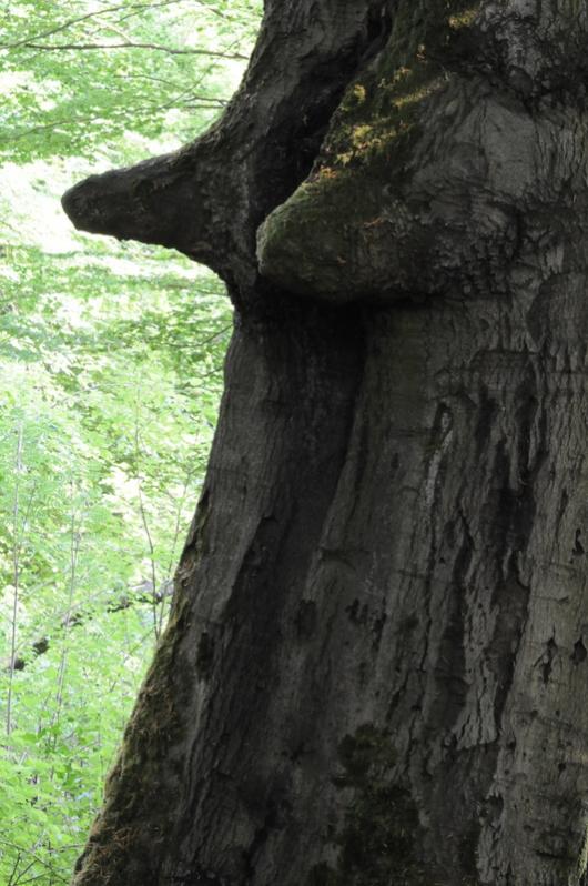 Urwald feminin