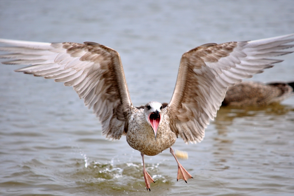 Usedom 0081 DSC 5413