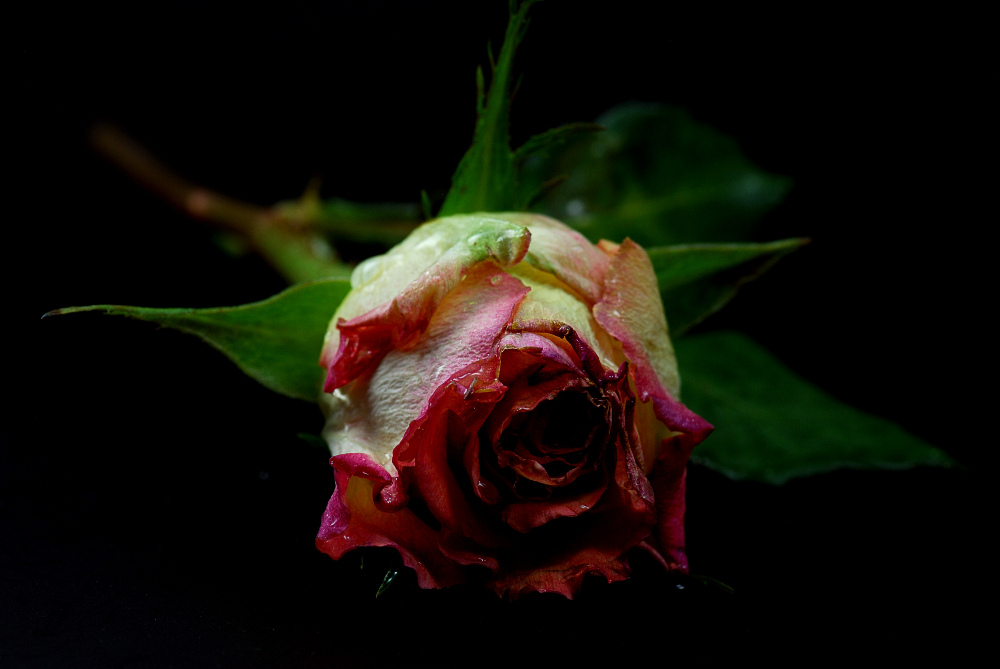 user817 pic640 1226177511