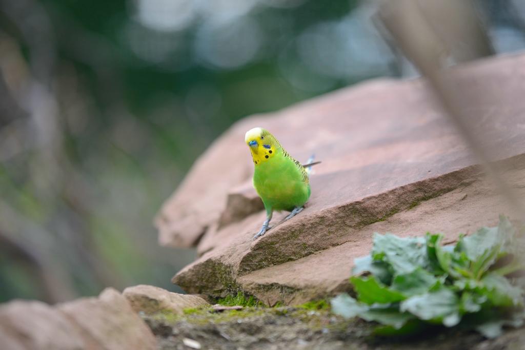 Vögel 002