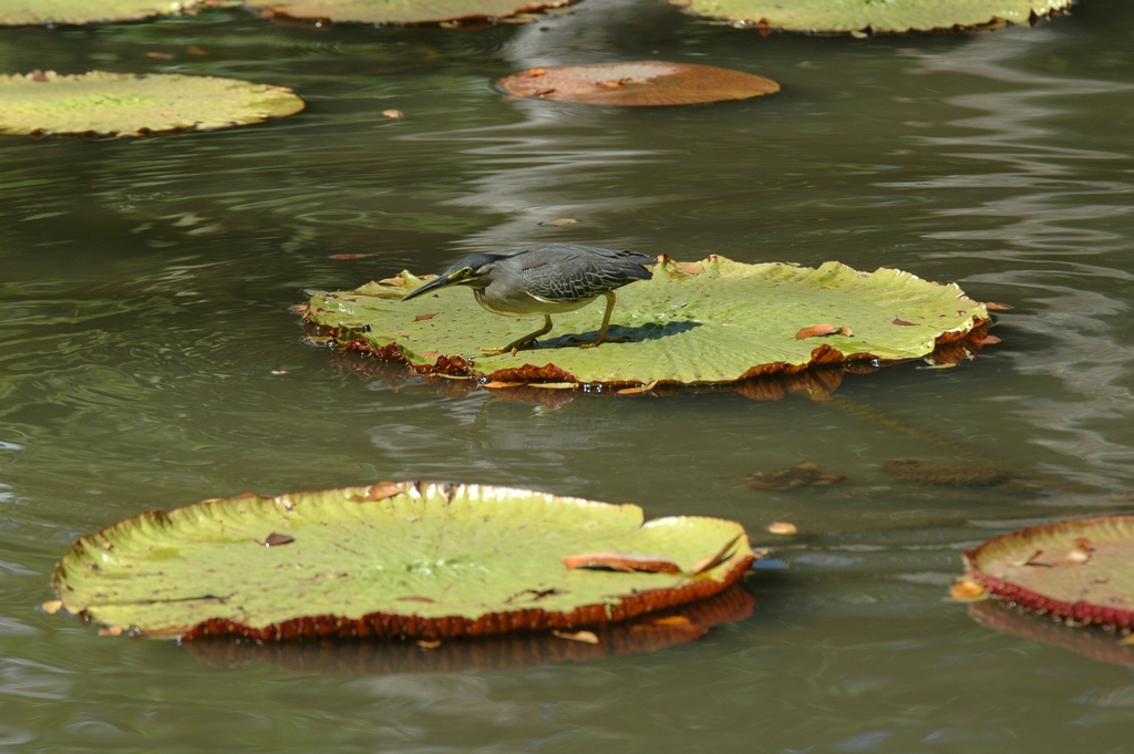 Vögel 004