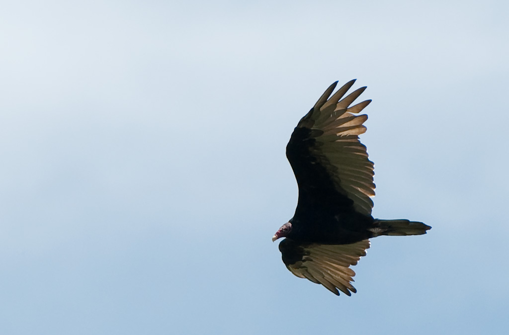 Vögel 01