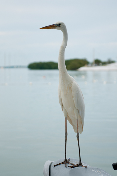 Vögel 1