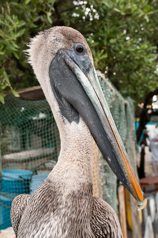 Vögel 4