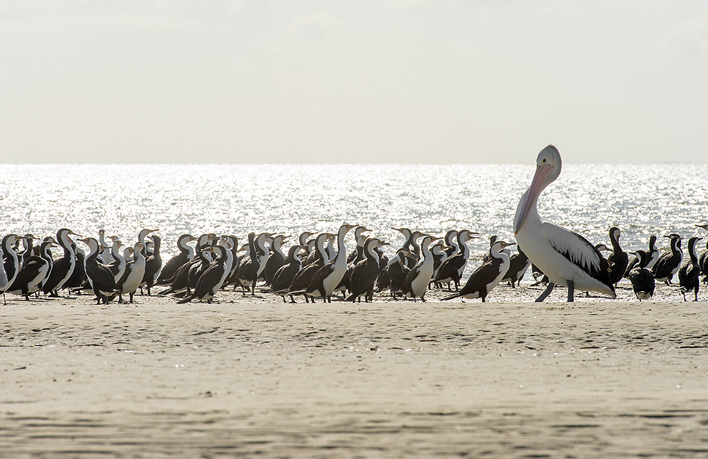 vögel am morgen1