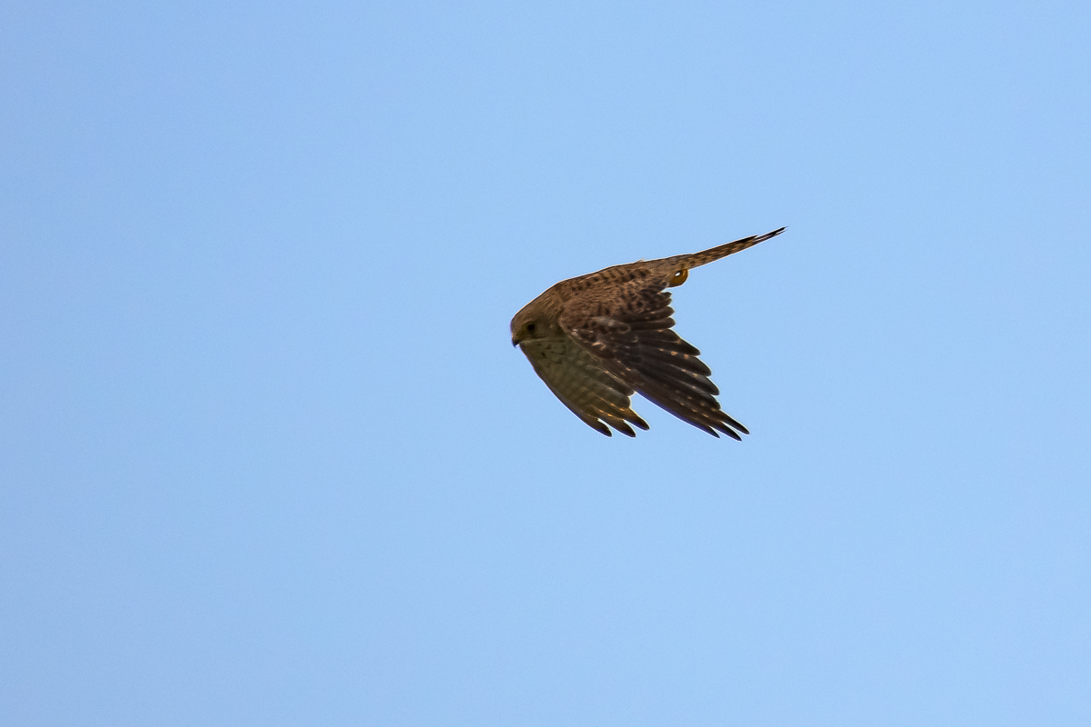 Vögel im Garten-27.1.jpg