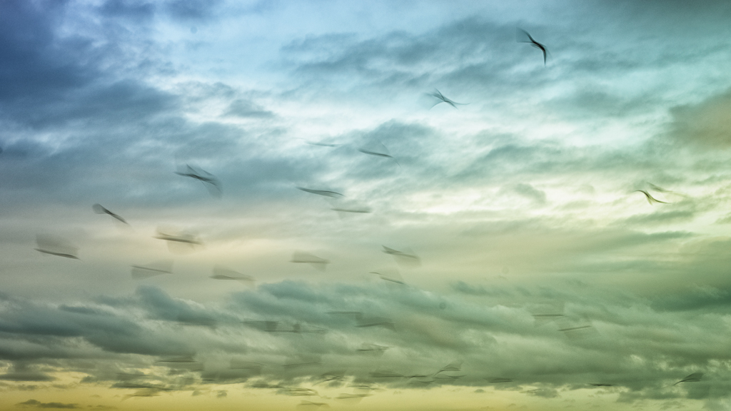Vögel im Himmel