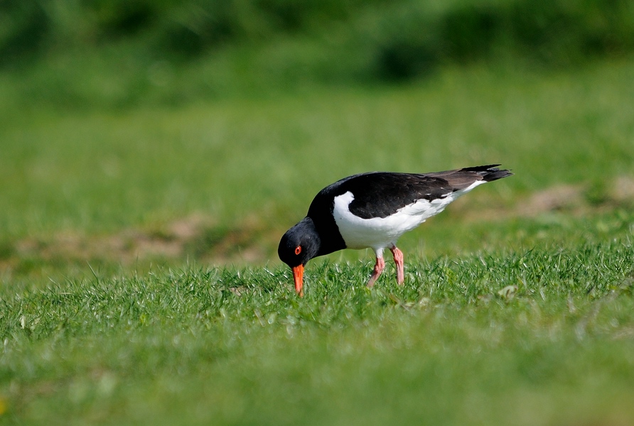 Vögel Mai I