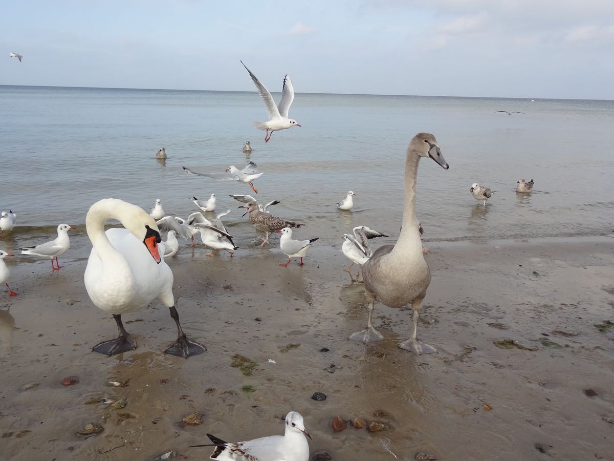 Vögel