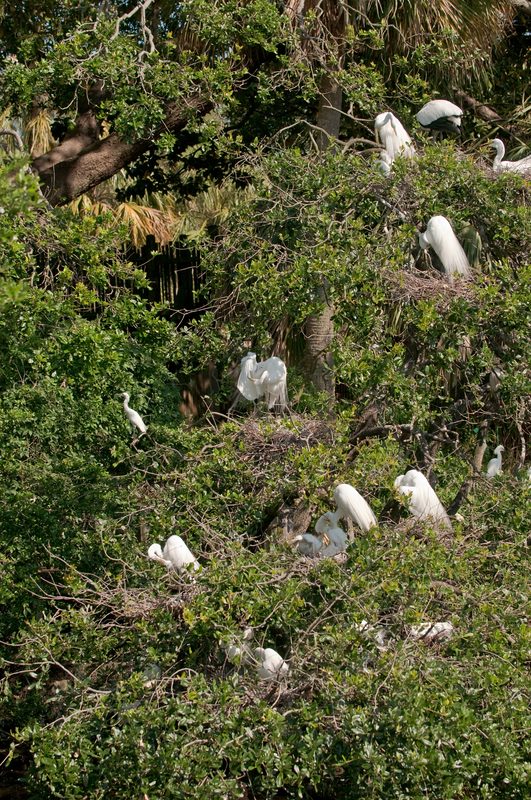 Vögel