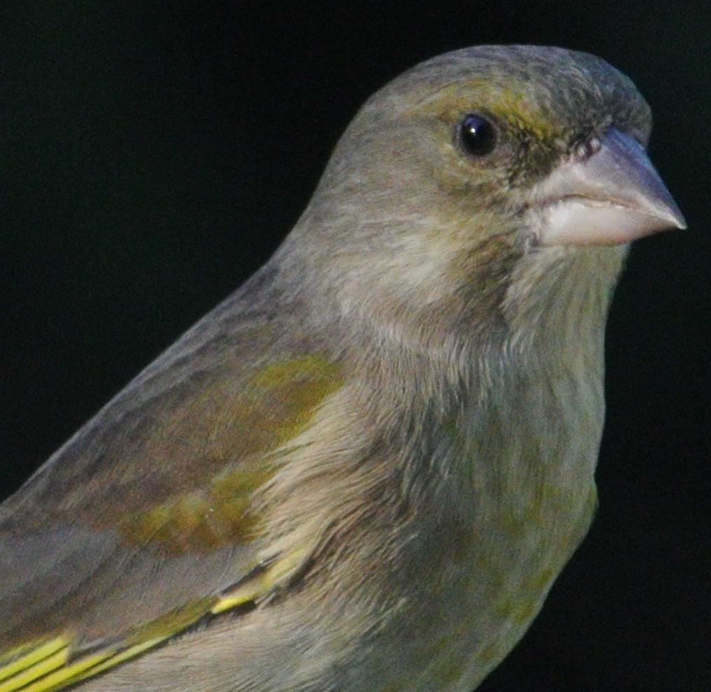 V1 55-300 300mm F10 1/400s ISO1600