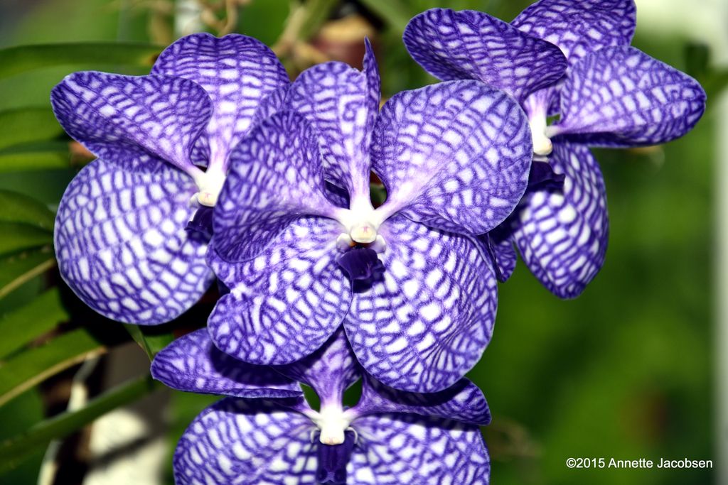 Vanda
