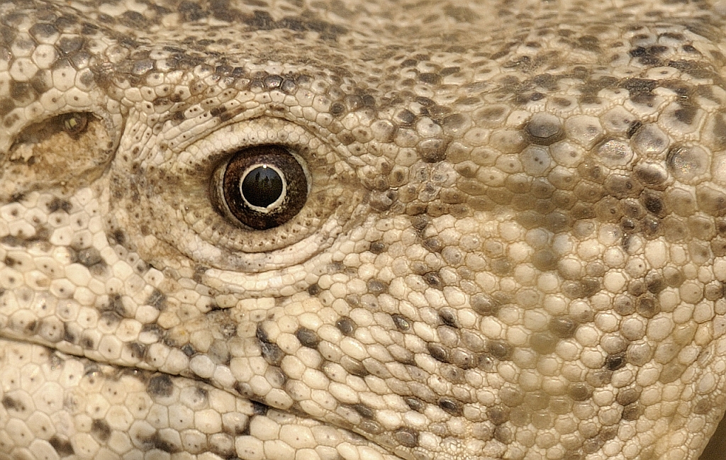 Varan_2.jpg