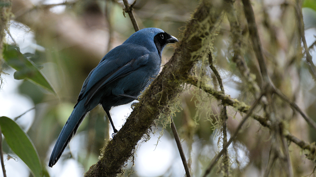 Vassoritangare (Blue-and-black Tanager)
3709