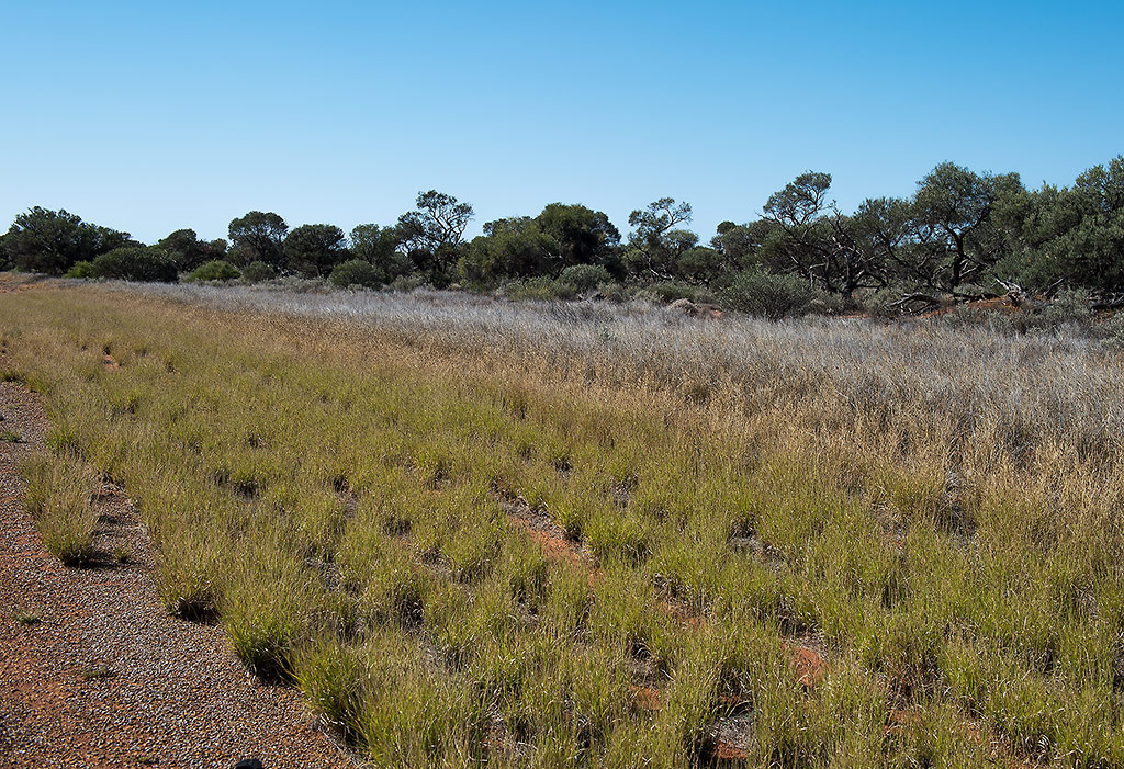 vegetation1