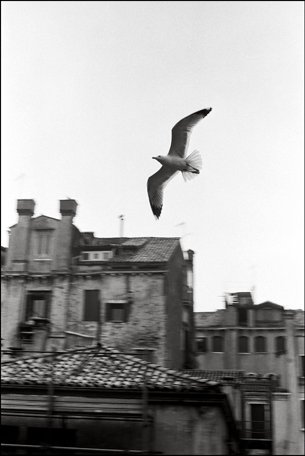 Venedig 63 klein