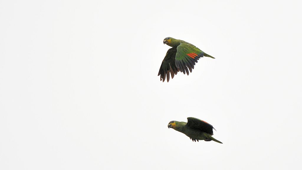 Venezuelaamazonen (Orange Winged Parrot)
5031