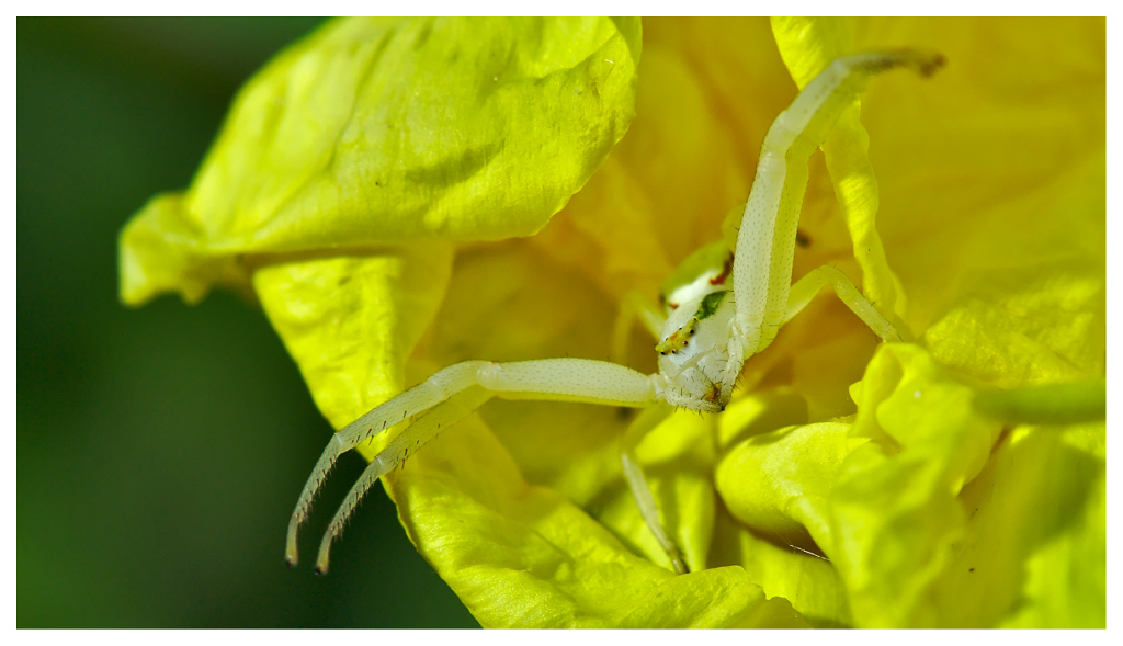 veränderliche Krabbenspinne