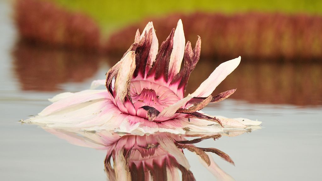 verblühte Blüte der Amzonas Riesenseerose (vitoria amazonica)
Rupununi bei Karanambu
4750