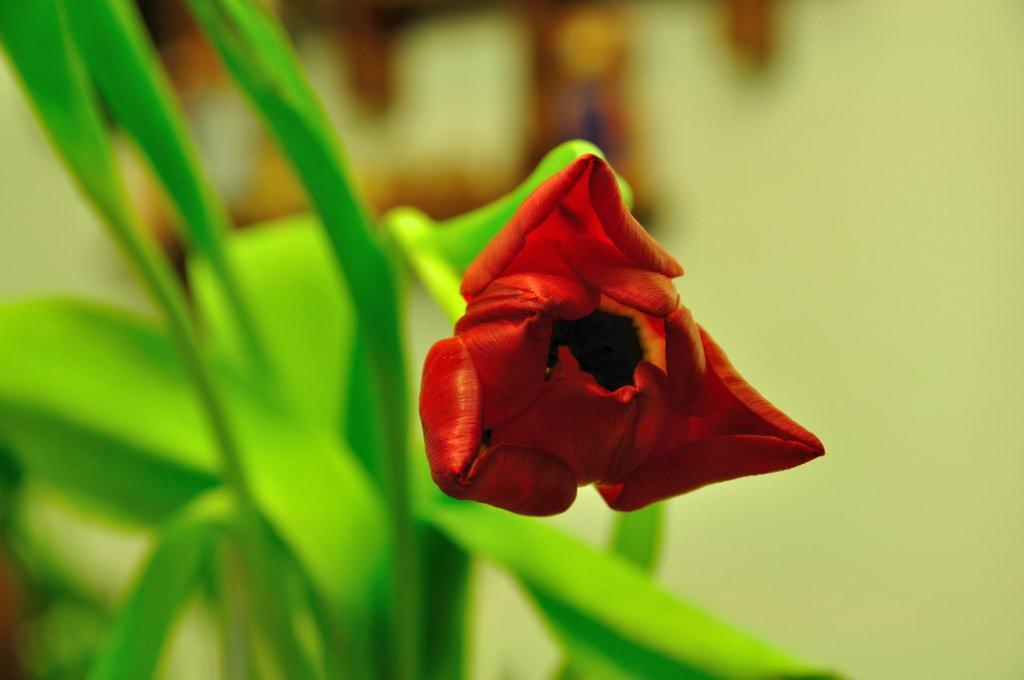 Verblühte Tulpe