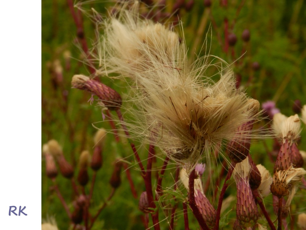 Verblüte Felddistel