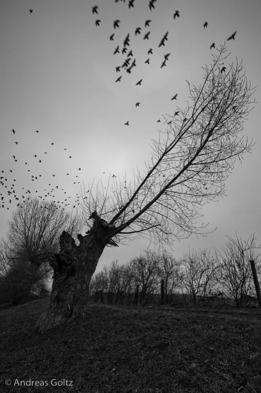 verbrannter Baum

Zeiss Distagon 18 mm f8 1/160s