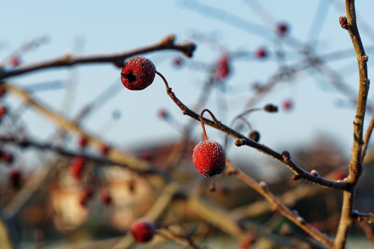 vereiste Beeren