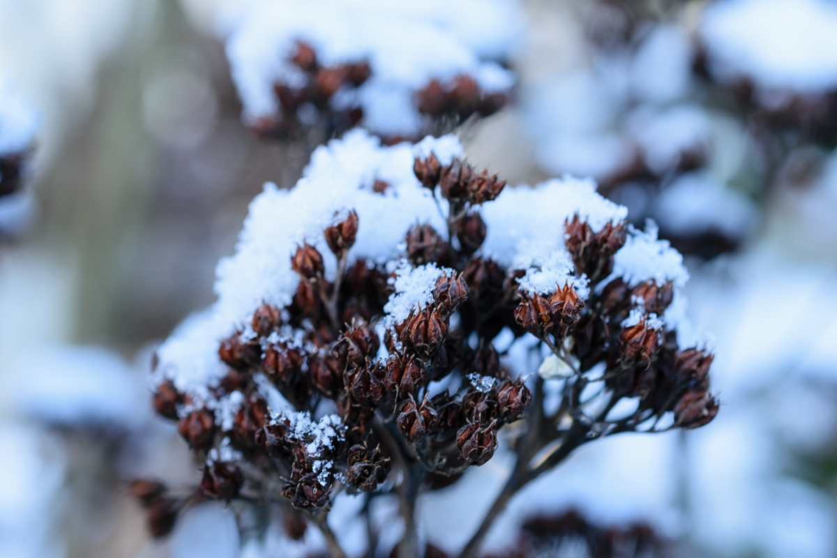 verschneite Knospen