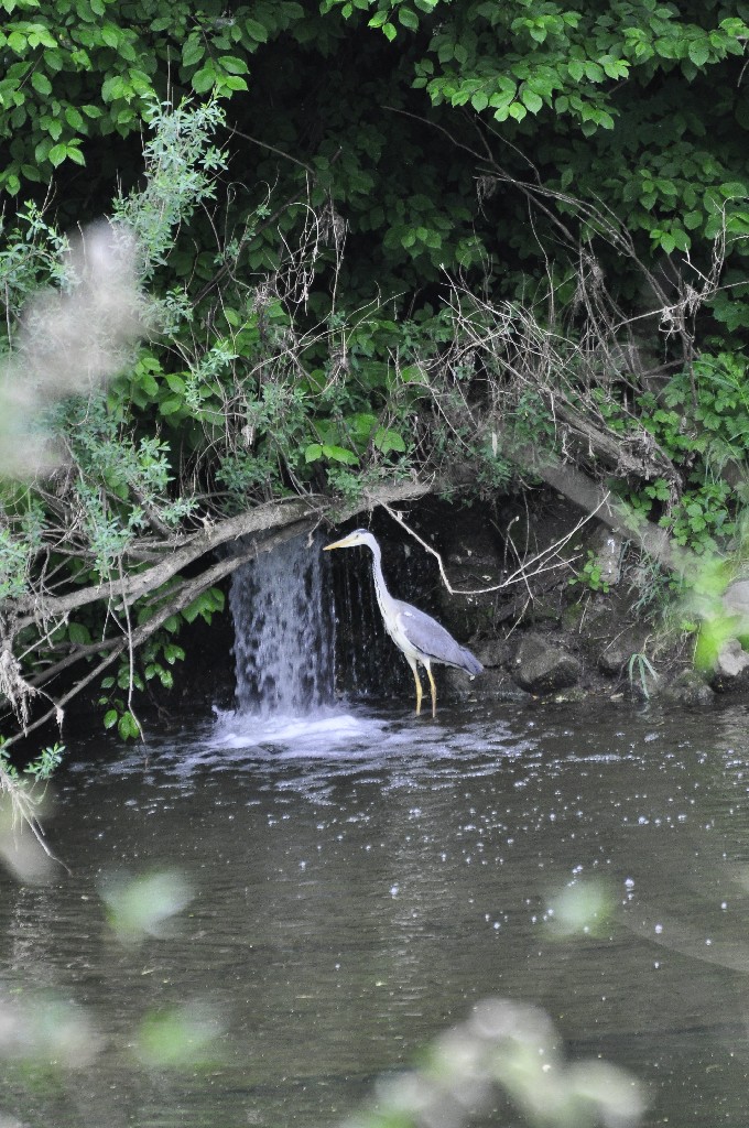Versteck am Neckar