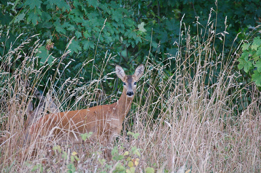 Versteckt