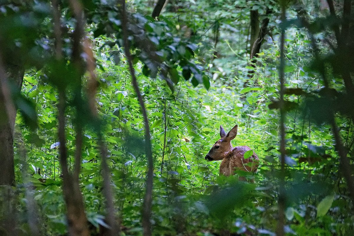 Versteckt