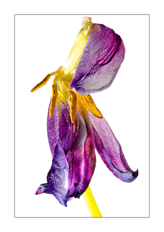 Verwelkte Tulpe 4
