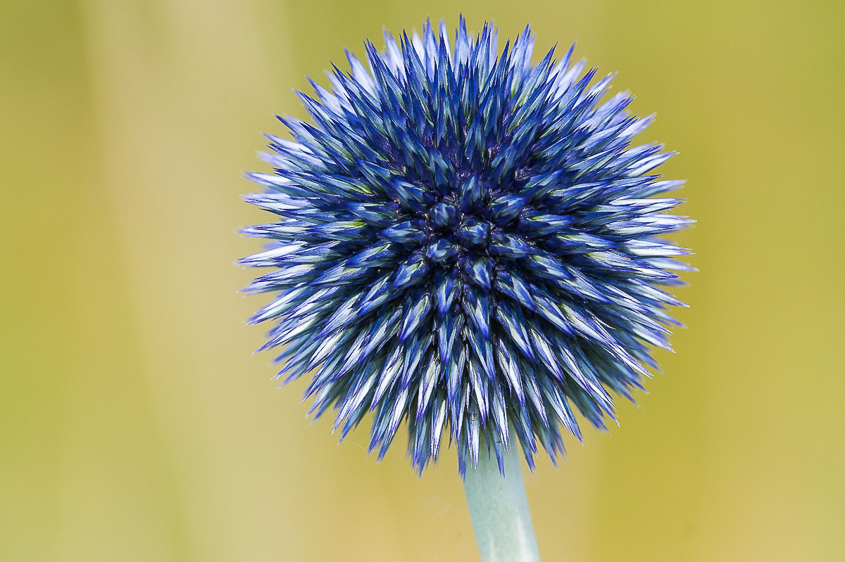 Verwilderte Kugeldistel  (1 von 1).jpg