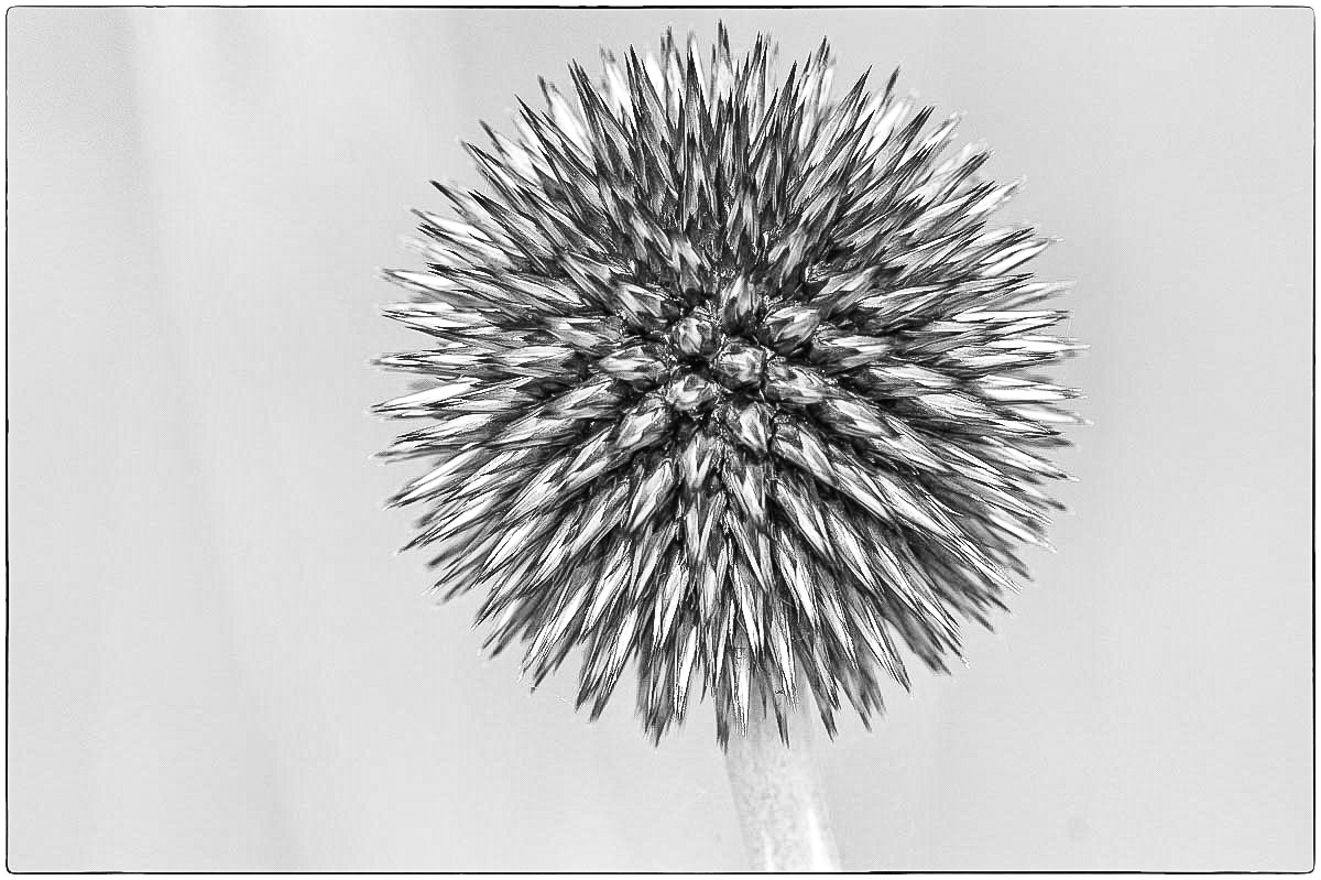 Verwilderte Kugeldistel BW (1 von 1).jpg