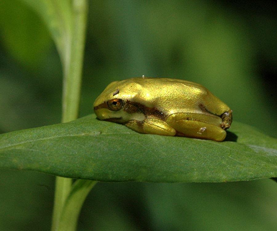 Verzauberter Frosch