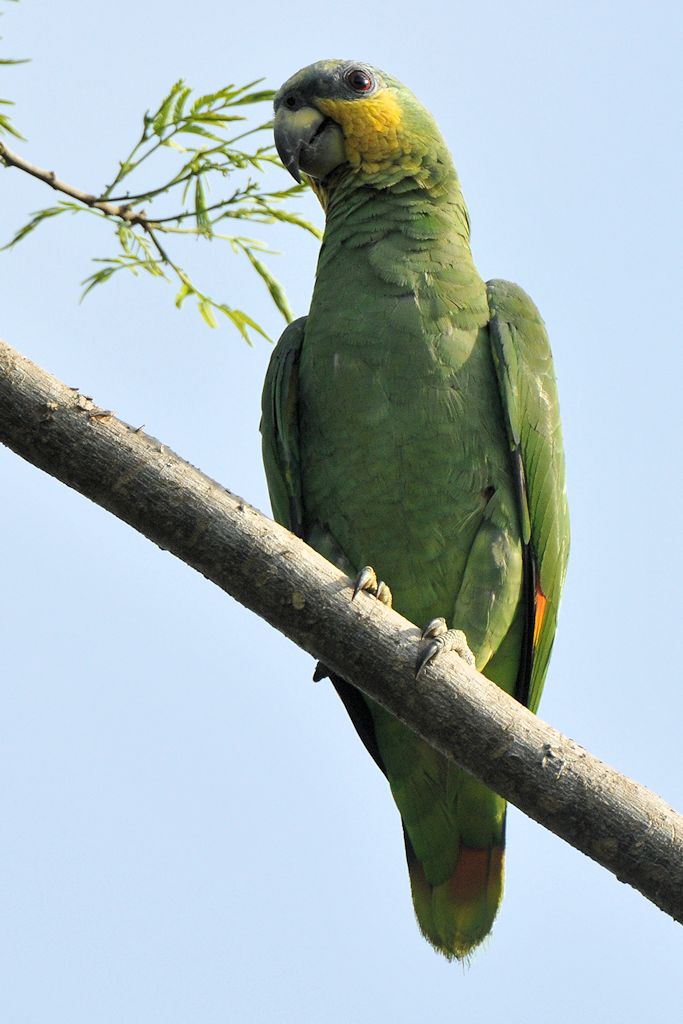 Vezenuela Amazone (Orange Winged Amazon)
Botanischer Garten, Georgetown
9294 h