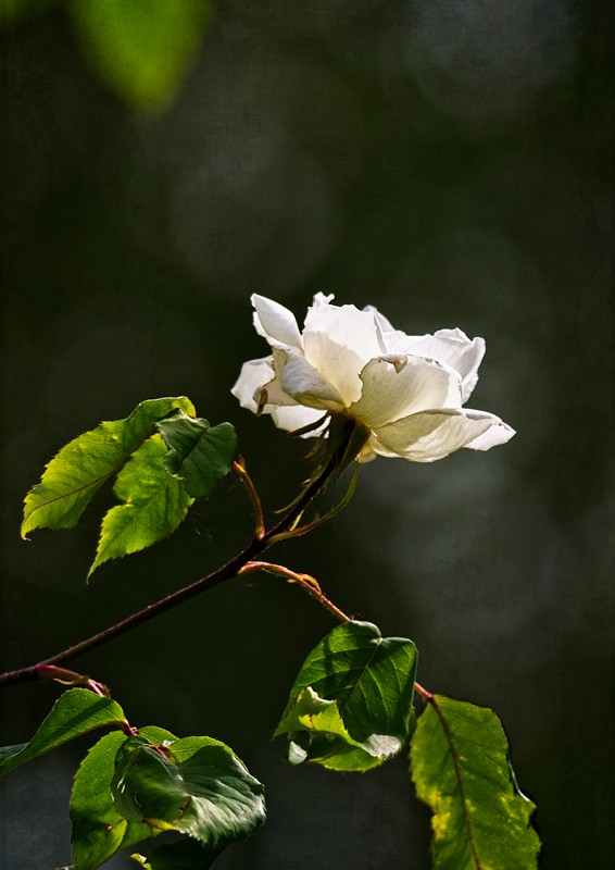 VG5_9708_on1_1000.jpg