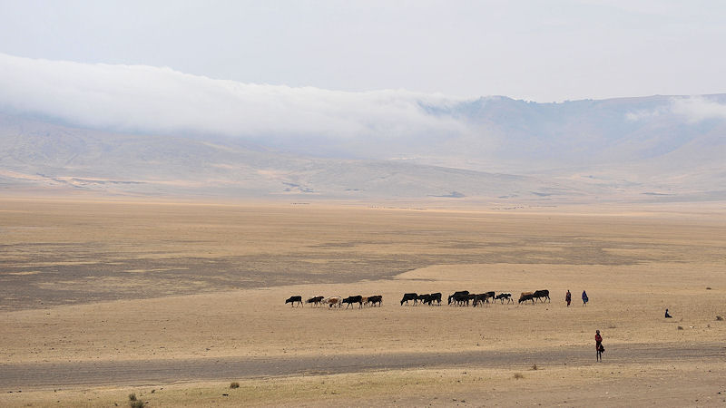 Viehherde der Maasai
im Ngorongoro Hochland
0176