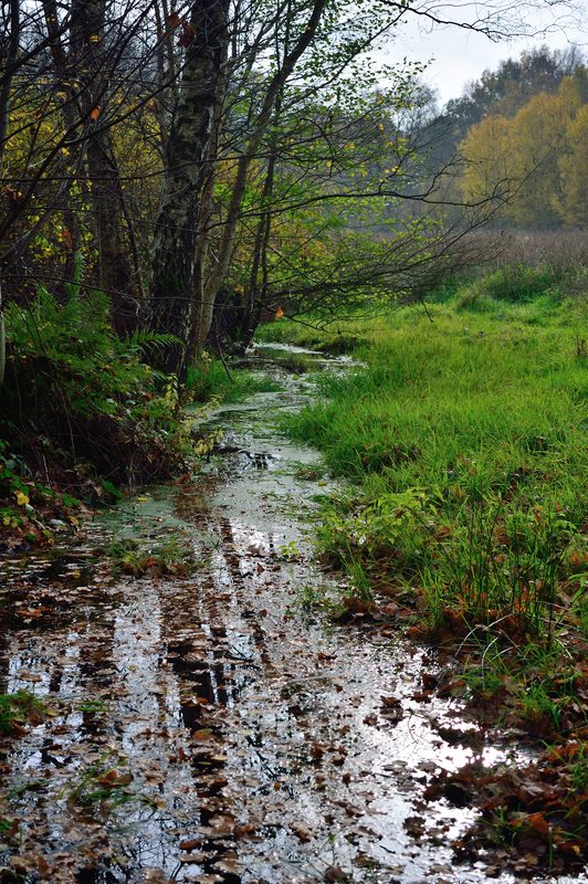 viel Wasser im Moor