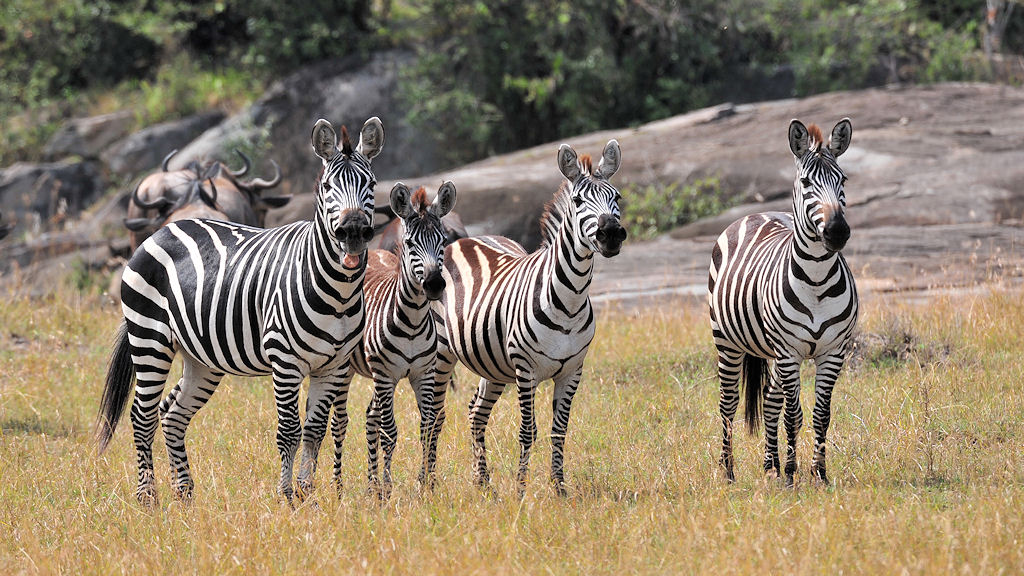 Vier Zebras, eins steckt die Zunge raus
Lobo, Serengti
1286